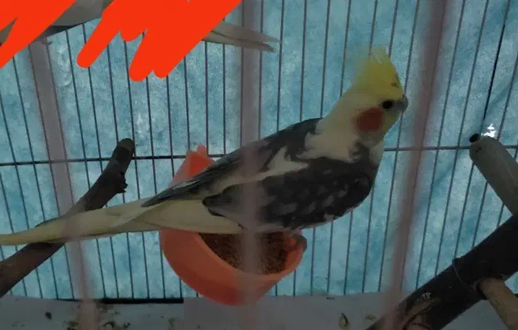 عروس هلندی گمشده|پرنده|مشهد, جاهد شهر|دیوار