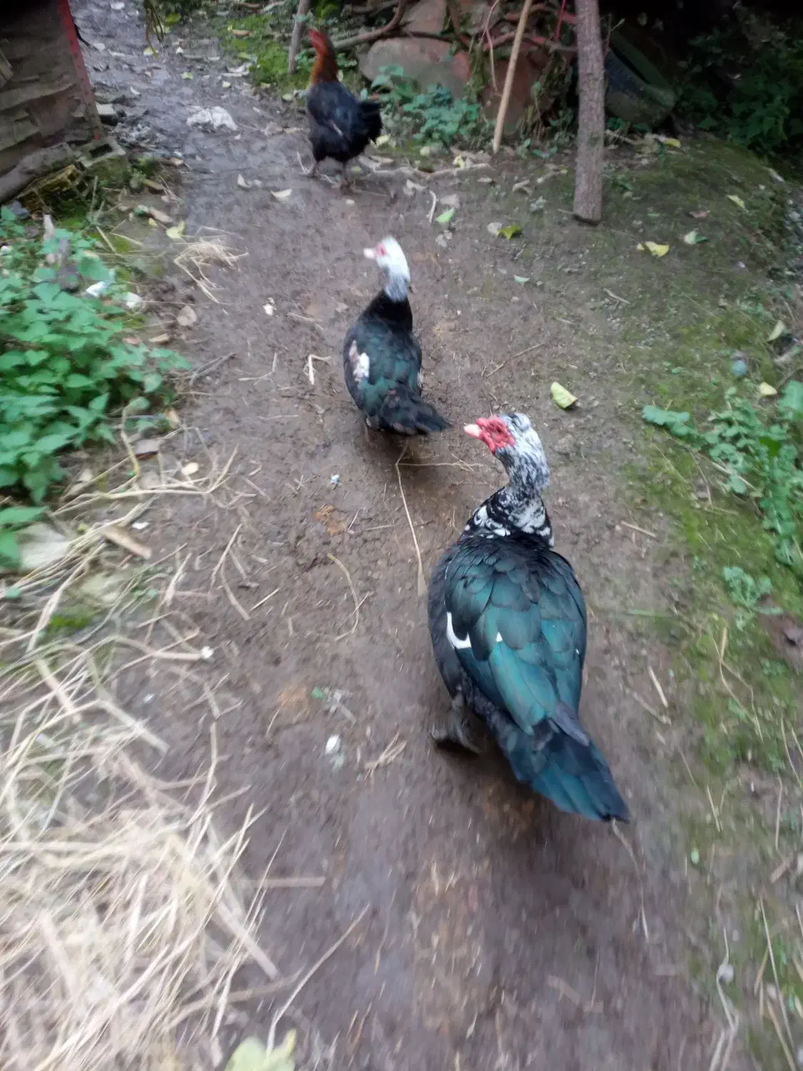 مرغ و خروس|حیوانات مزرعه|لاهیجان, آهندان|دیوار