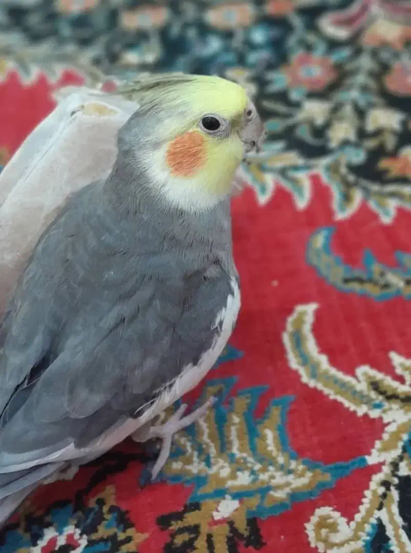 گمشده‌|پرنده|اندیمشک, |دیوار