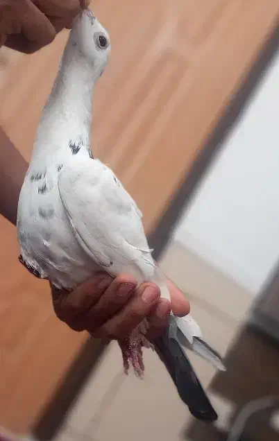 کفتر|پرنده|داراب, |دیوار