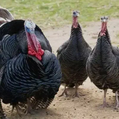 دو بوقلمون ماده با یه نر معاوضه با سگ|پرنده|لاران, |دیوار