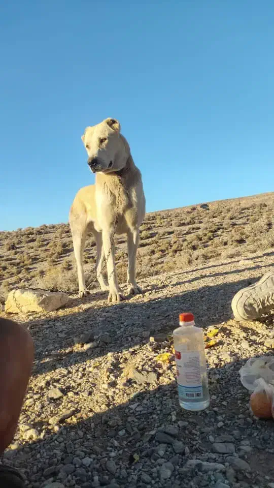 سگ الووایی افغان|سگ|سیرجان, |دیوار