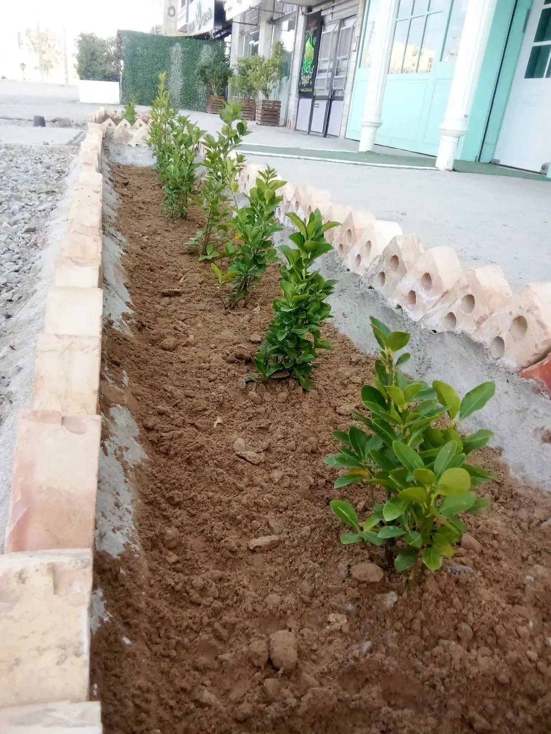 اجرای باغچه کاری و فضای سبز|خدمات باغبانی و درختکاری|بیرجند, |دیوار