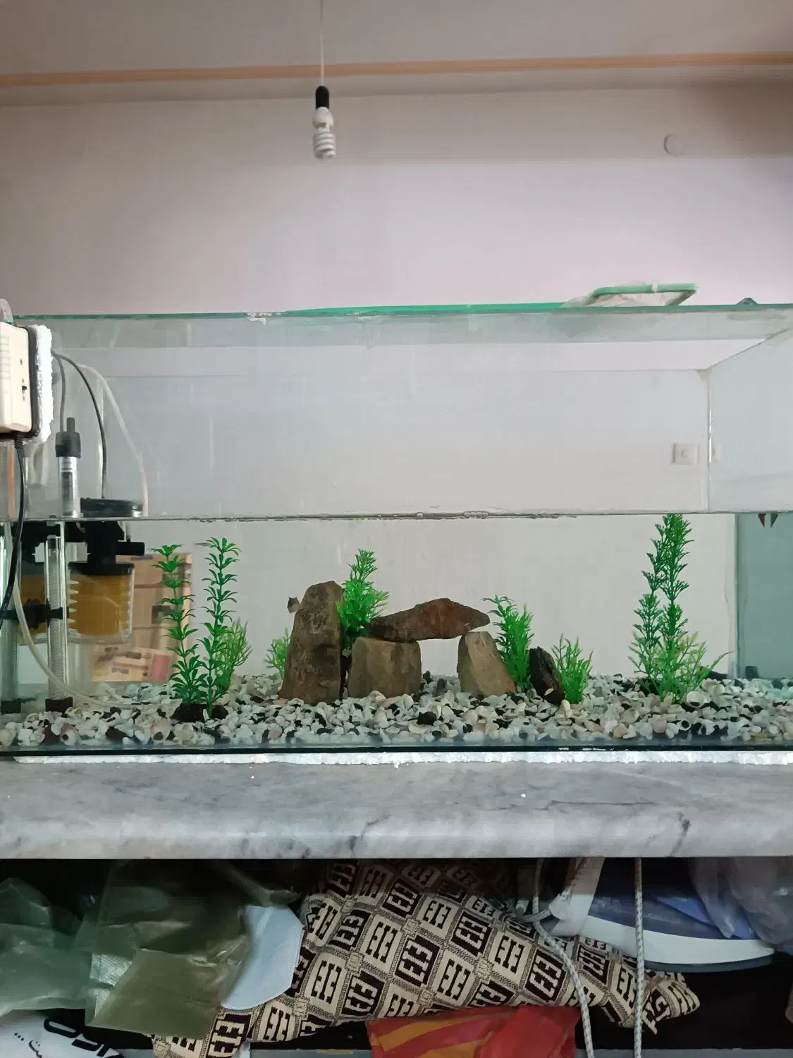 آکواریوم|ماهی|مشهد, نکاح|دیوار