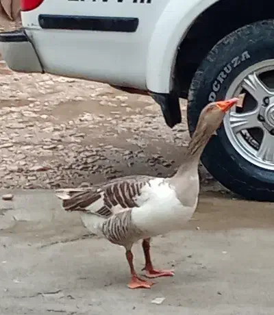 غاز|حیوانات مزرعه|چیتاب, |دیوار