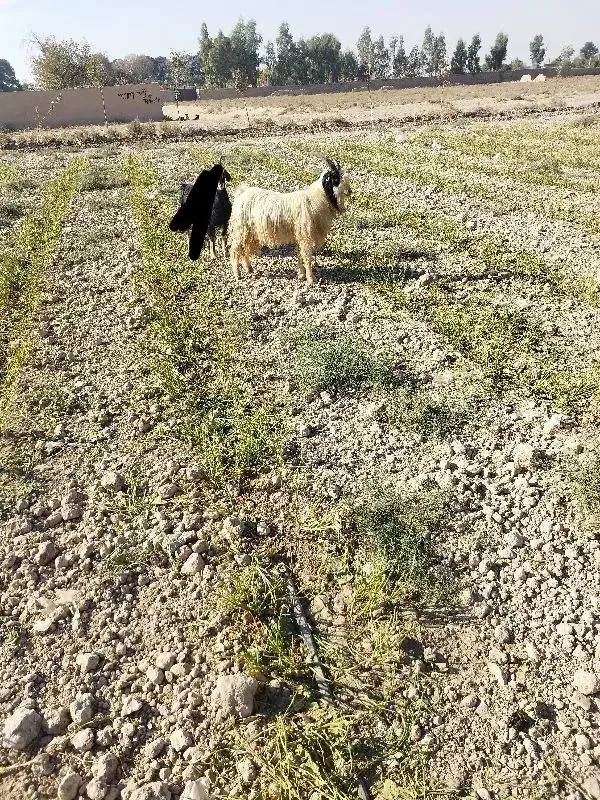 نربز|حیوانات مزرعه|جوادآباد, |دیوار