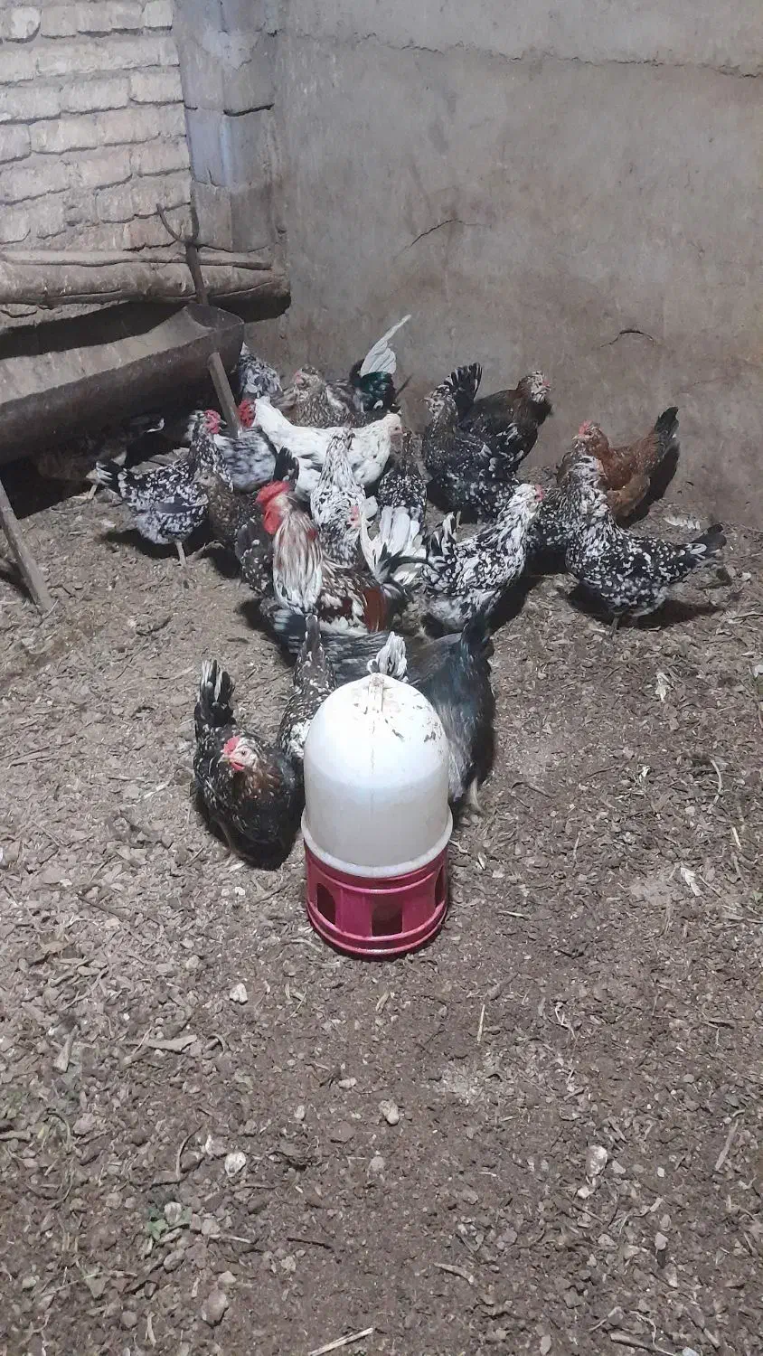 تخم مرغ گلین|حیوانات مزرعه|اصفهان, آبشار|دیوار