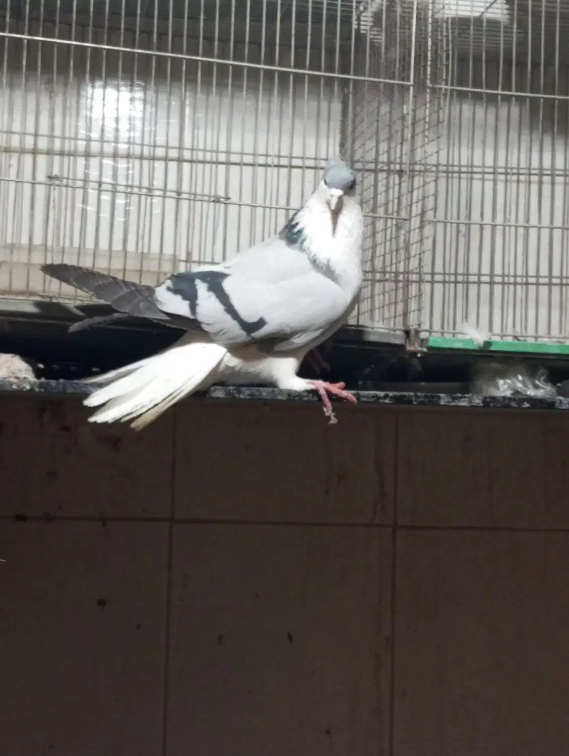 کفتر|حیوانات|اصفهان, رهنان|دیوار