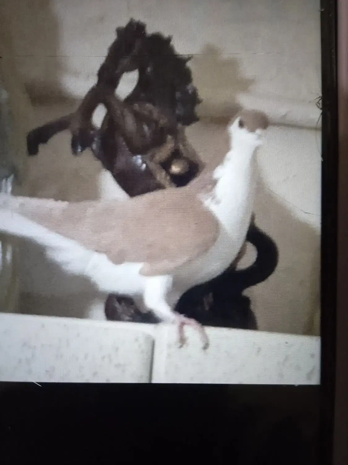 زیورآلات تزعینی زرد سشصتی دوتا 1|بدلیجات|تاکستان, |دیوار