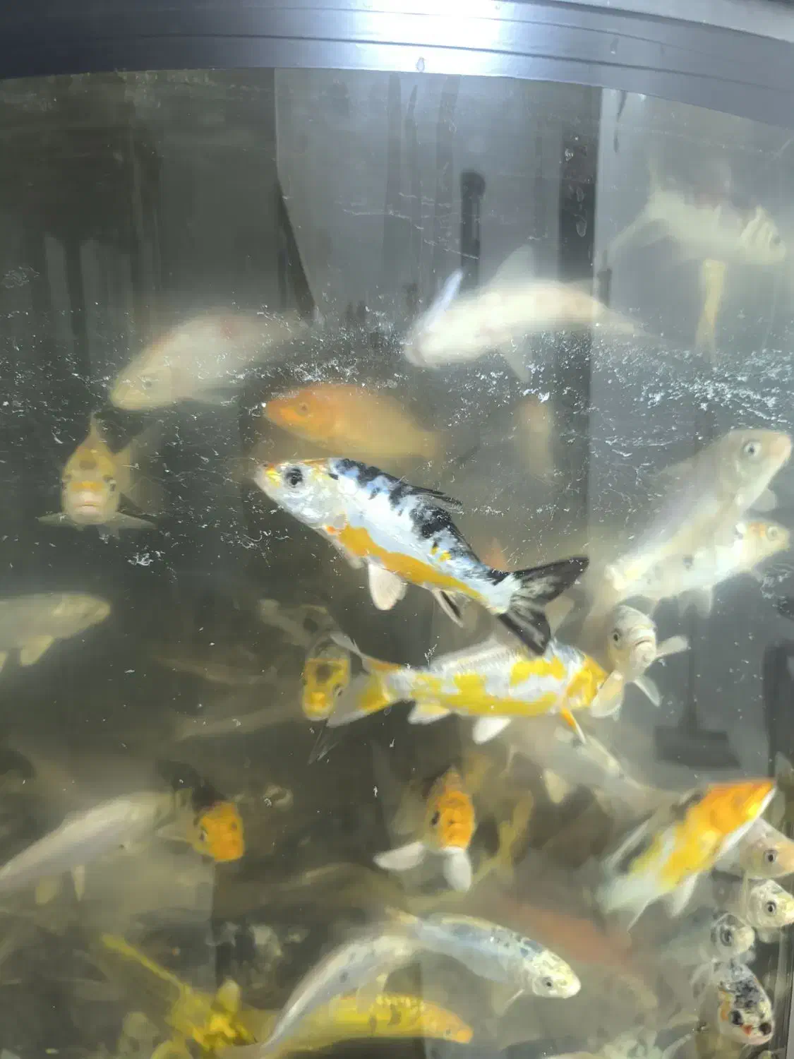 ماهی کوی|ماهی|شریفآباد, |دیوار