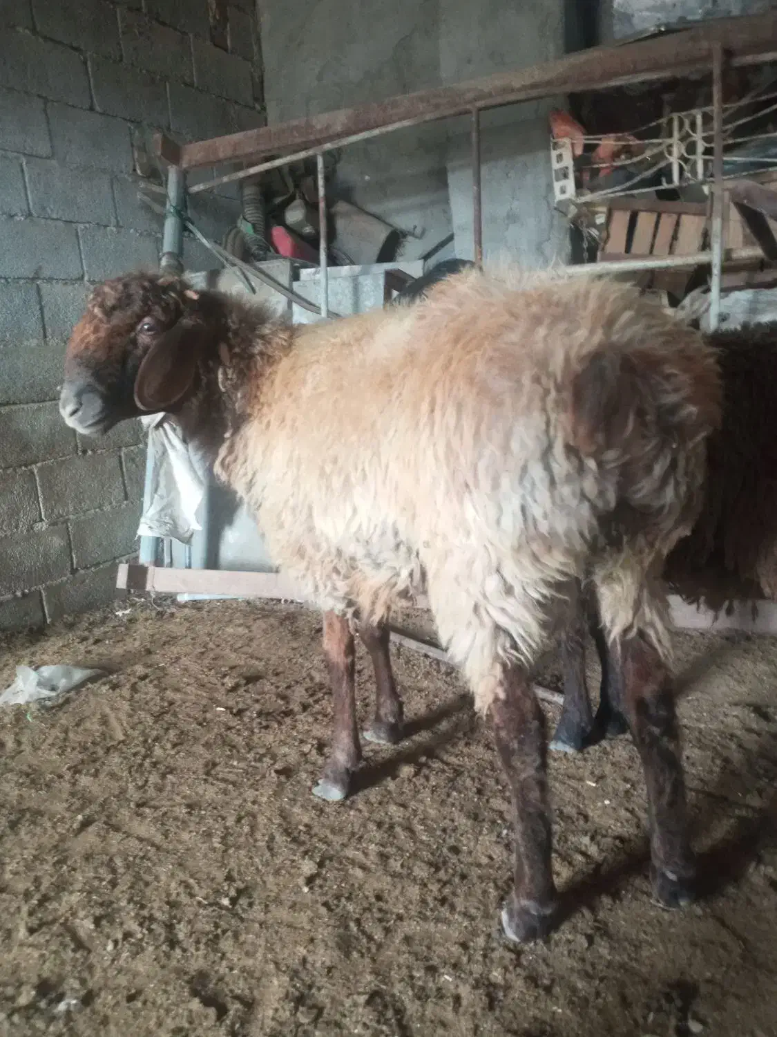 فروش ۱ راس بره نر چاق|حیوانات مزرعه|گنبد کاووس, |دیوار