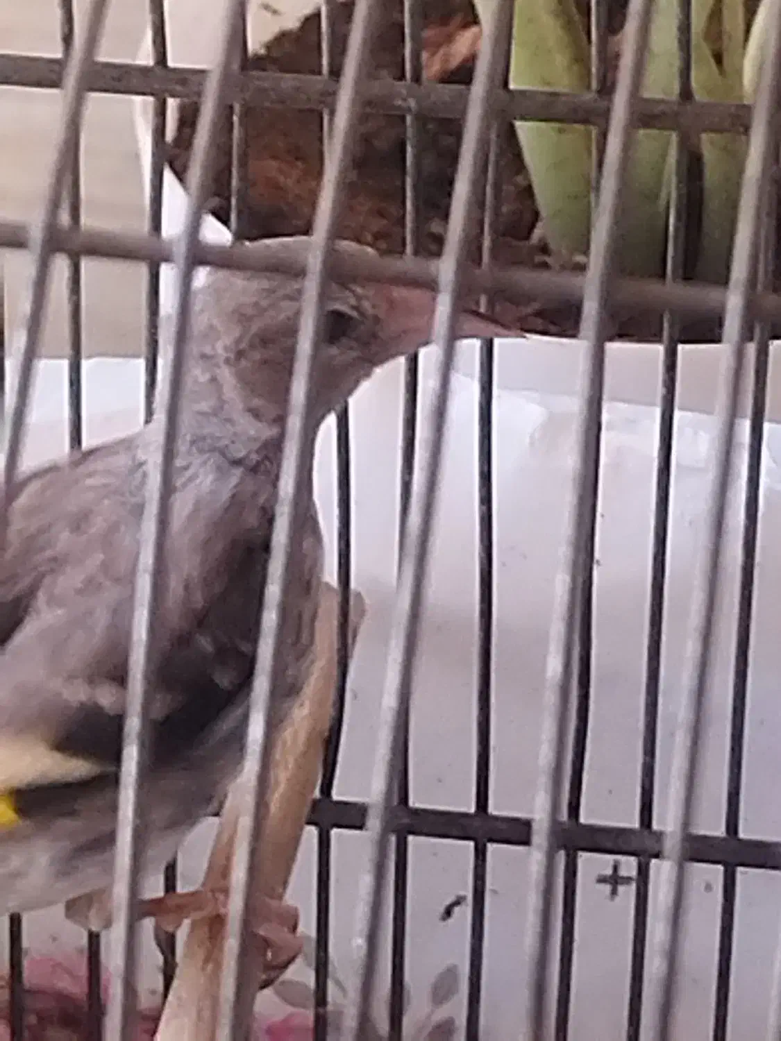 جوجه سهره رسمی|پرنده|قم, پردیسان|دیوار