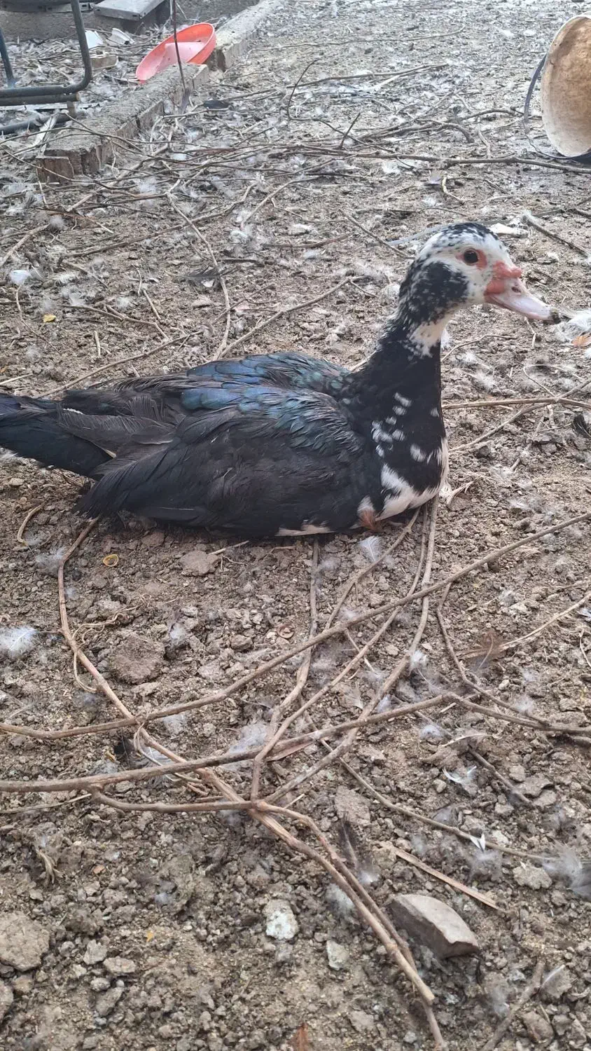 اردک روسی ماده|حیوانات مزرعه|جوادآباد, |دیوار