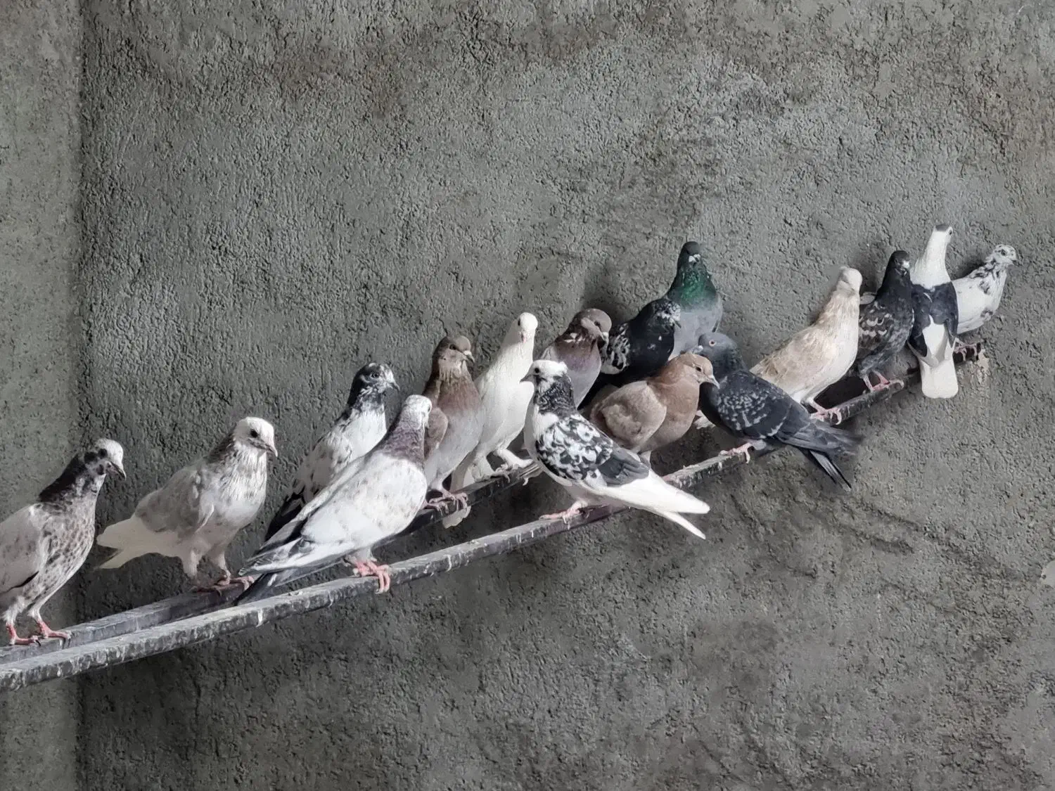 کفتر|پرنده|یزد, |دیوار