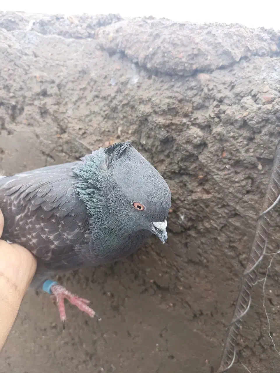 سفید ملقی نر و کاسک ماده|پرنده|زرند, |دیوار