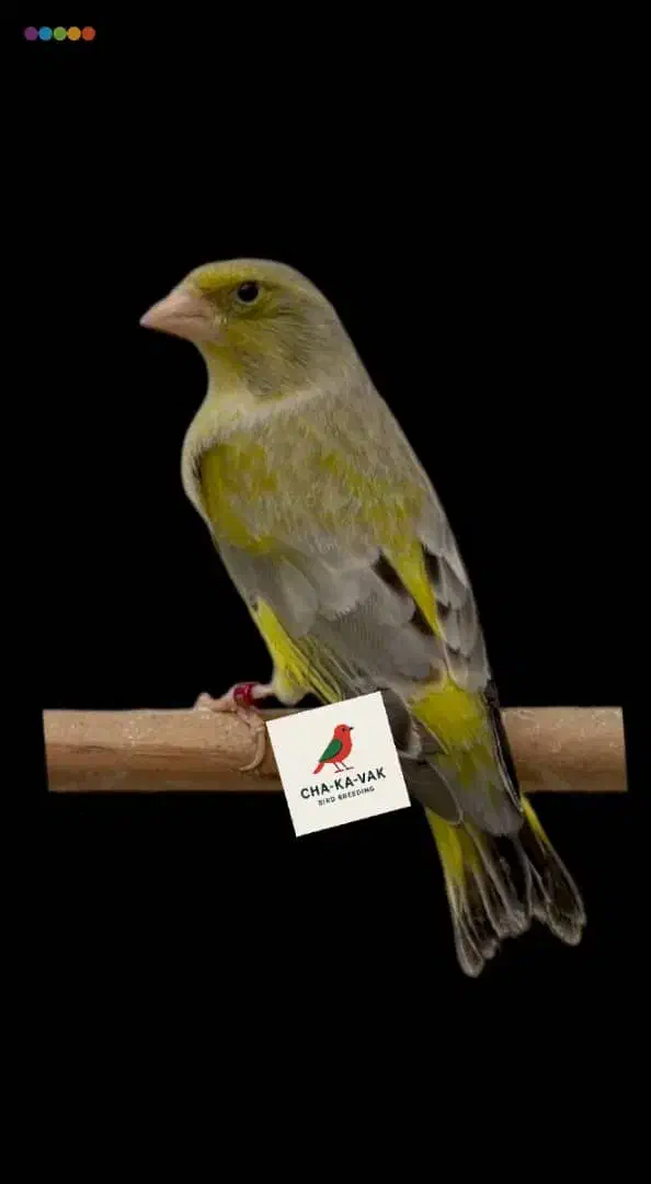 سهره سبز متولد قفس|پرنده|رودهن, |دیوار