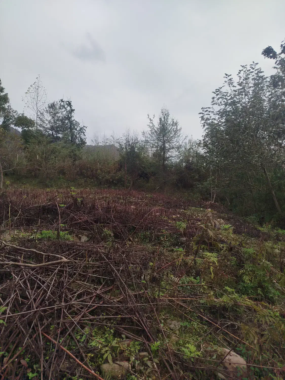 400متر زمین مسکونی نزدیک به رودخانه|فروش زمین و ملک کلنگی|احمدسرگوراب, |دیوار