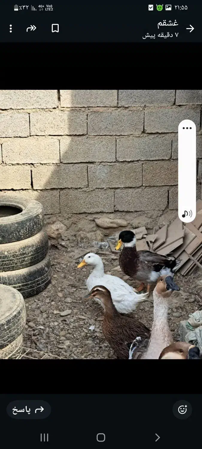 جوجه|حیوانات مزرعه|بهبهان, |دیوار