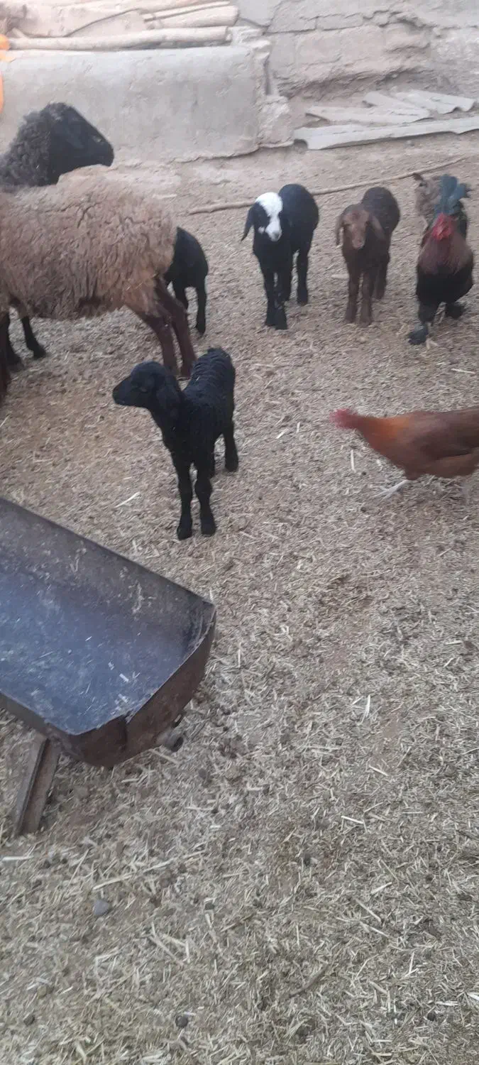 میش و بره جوان|حیوانات مزرعه|جوادآباد, |دیوار