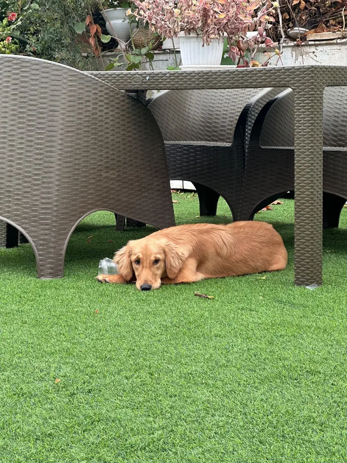 سگ گلدن رتریور واگذاری|سگ|گرگان, |دیوار