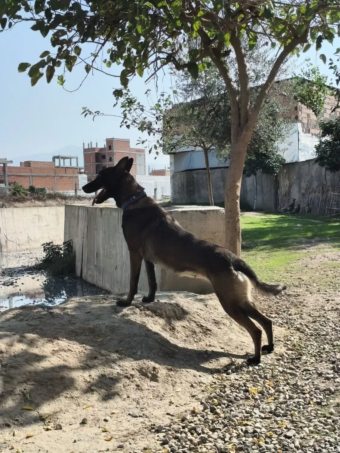 سگ مالینویز اصل|سگ|آزادشهر, |دیوار