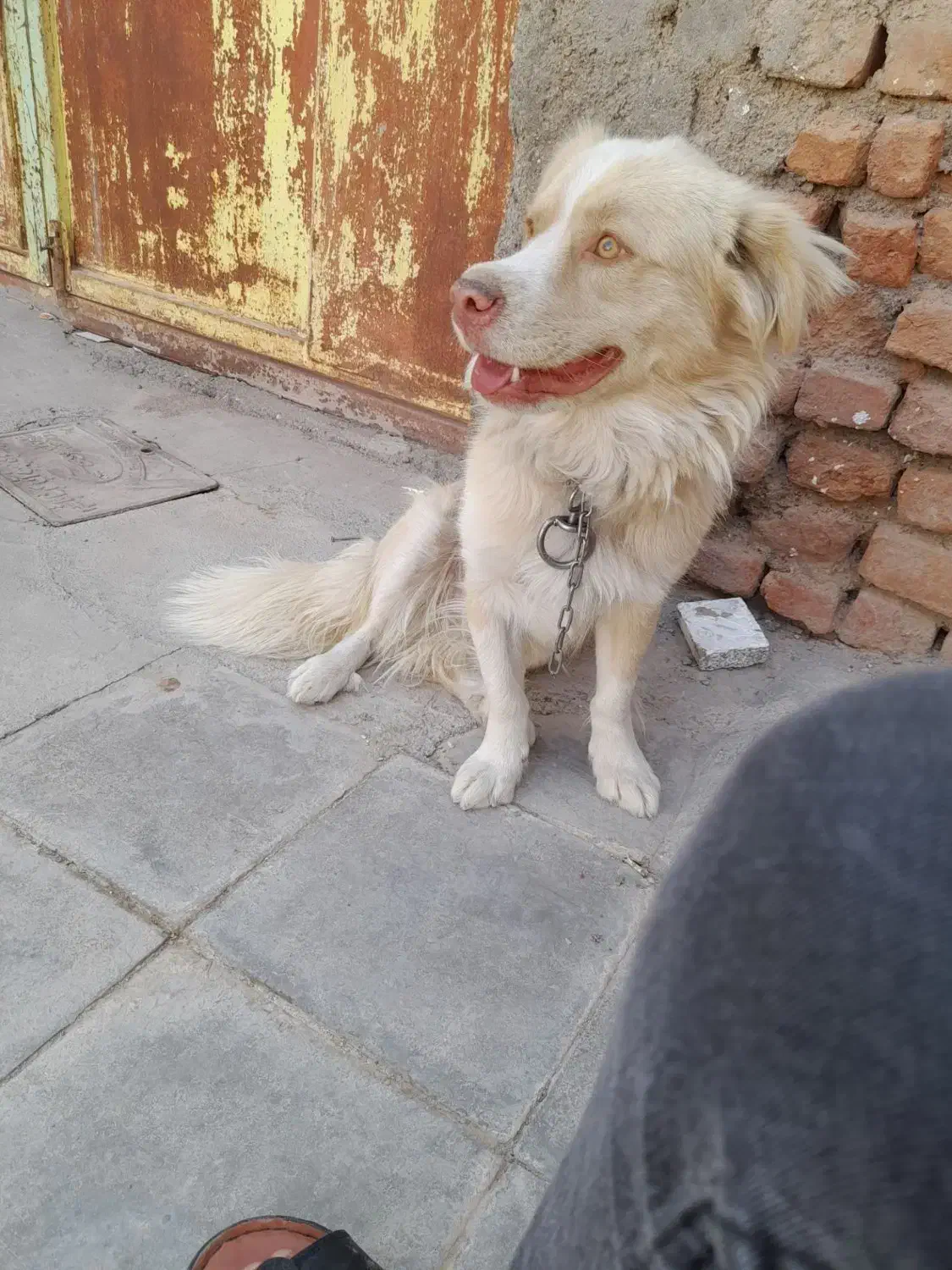 سگ پا کوتاه نر، ماده|سگ|سربیشه, |دیوار