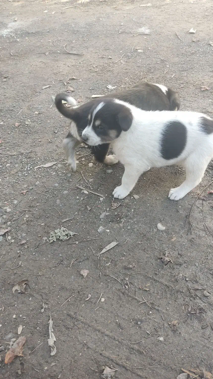 توله سگ رایگان|سگ|نوشهر, |دیوار