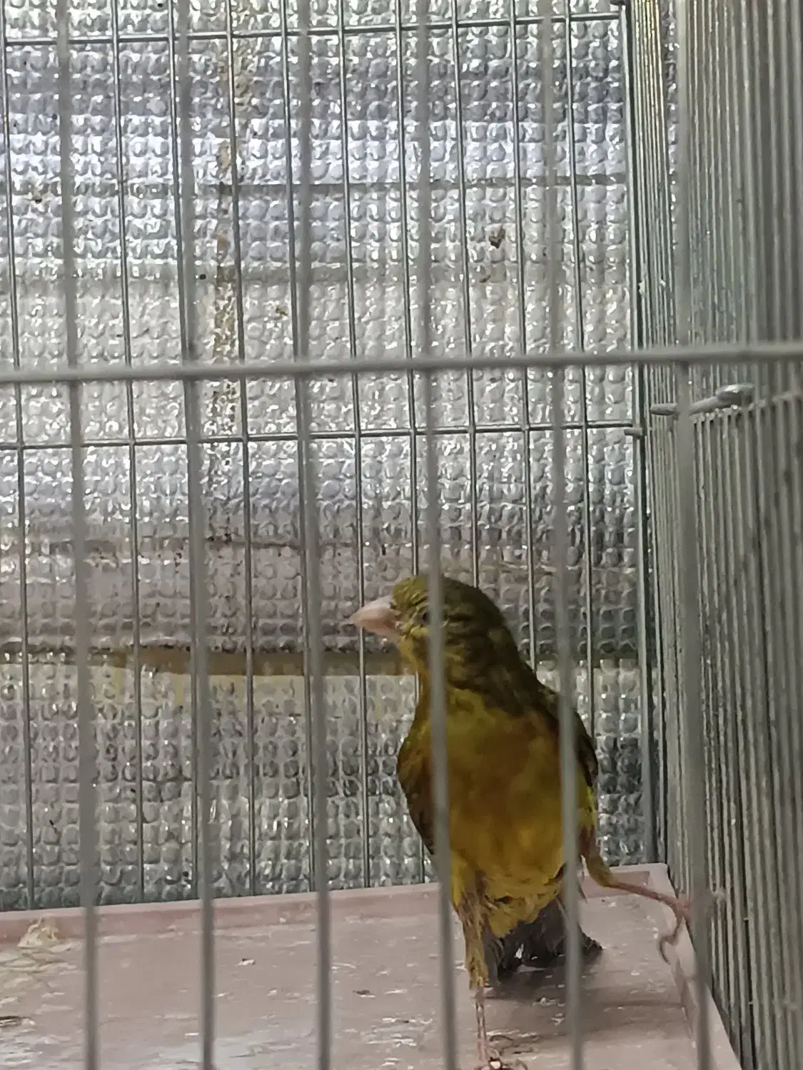 پرنده|پرنده|صدرا-فارس, فاز ۱|دیوار