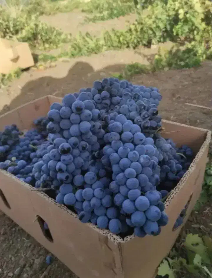 انگور سر دشت|خوردنی و آشامیدنی|تهران, میدان میوه و تره‌بار مرکزی|دیوار