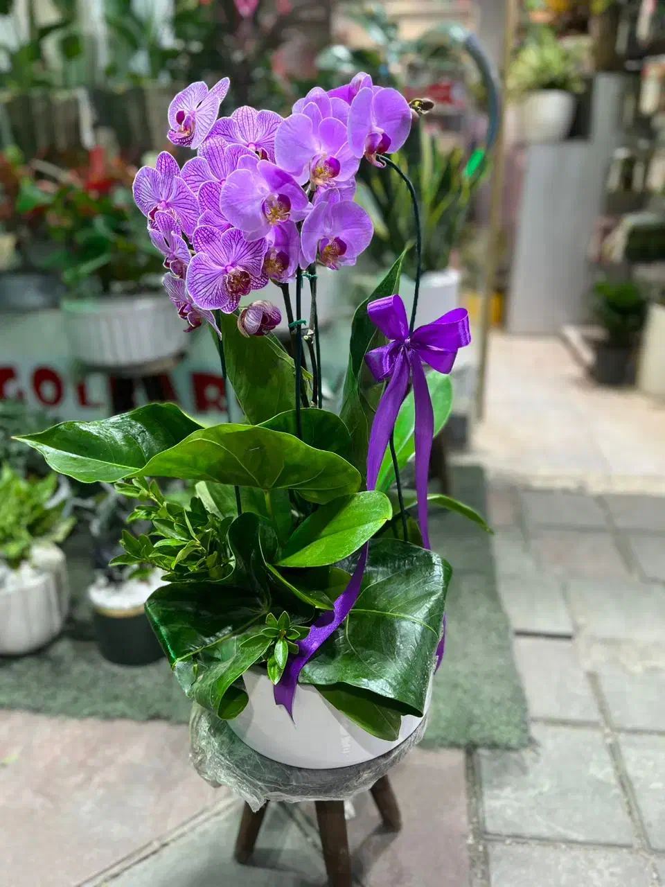 انواع گیاه آپارتمانی|گل و گیاه طبیعی|تهران, قصر فیروزه ۱|دیوار