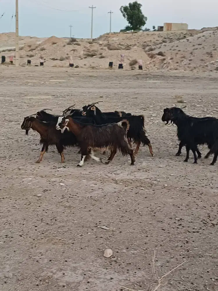 بز محلی|حیوانات مزرعه|جهرم, |دیوار