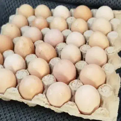 تخم مرغ محلی|خوردنی و آشامیدنی|خوی, |دیوار