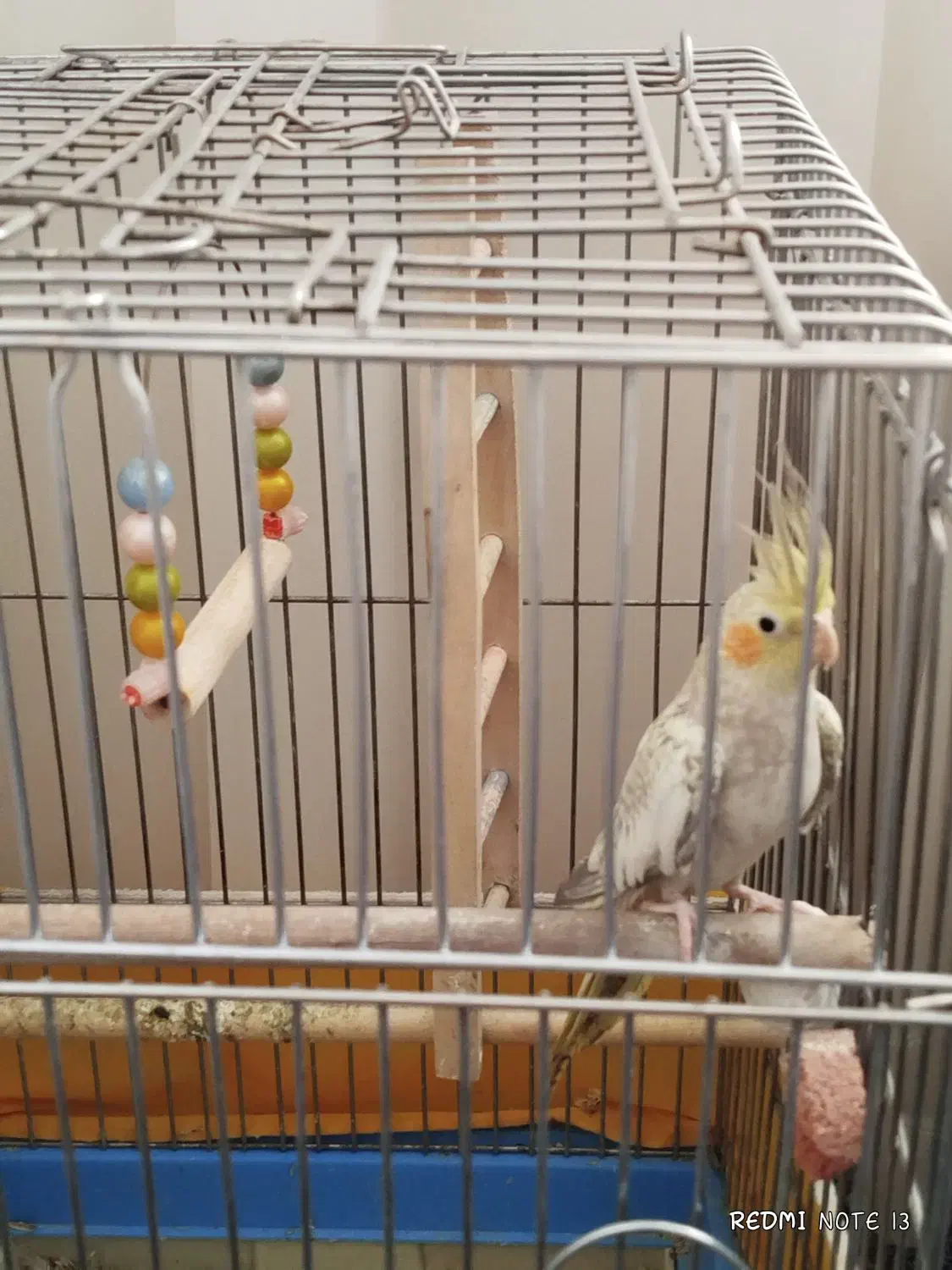 عروس هلندی مولد سخنگو|پرنده|سنندج, |دیوار