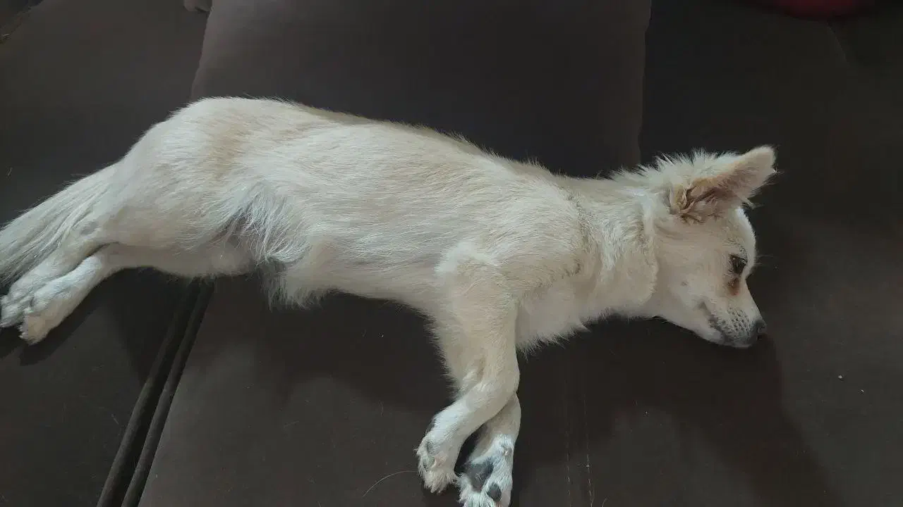 واگذاری سگ پامرانی|سگ|کرمان, |دیوار