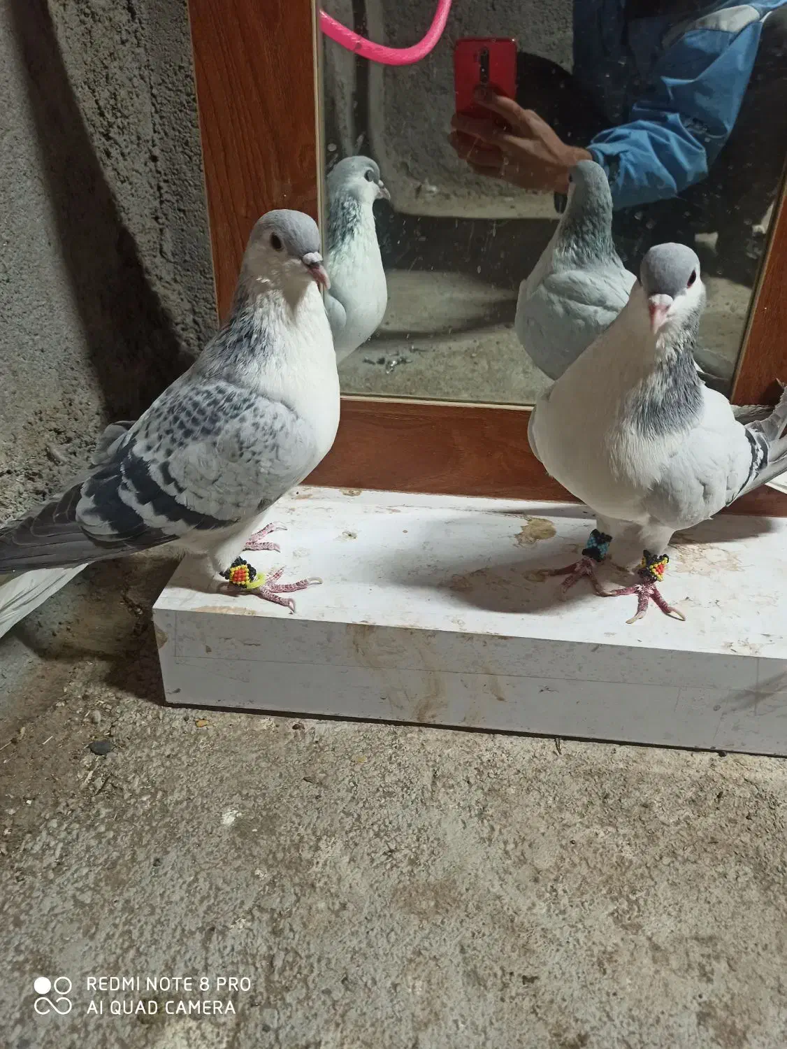 ساده|پرنده|سبزوار, قائم|دیوار