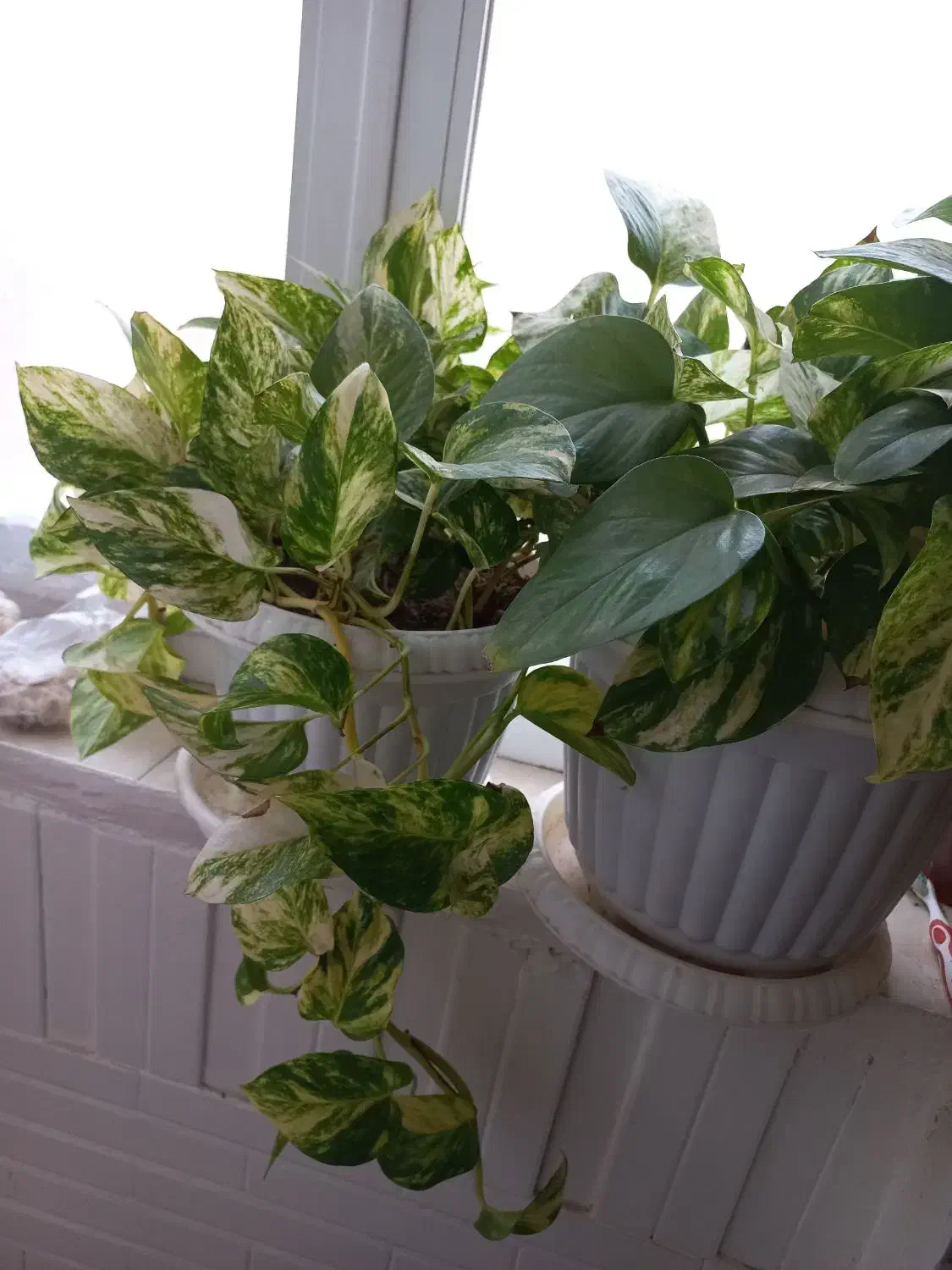 گل پتوس|گل و گیاه طبیعی|تهران, شیوا|دیوار