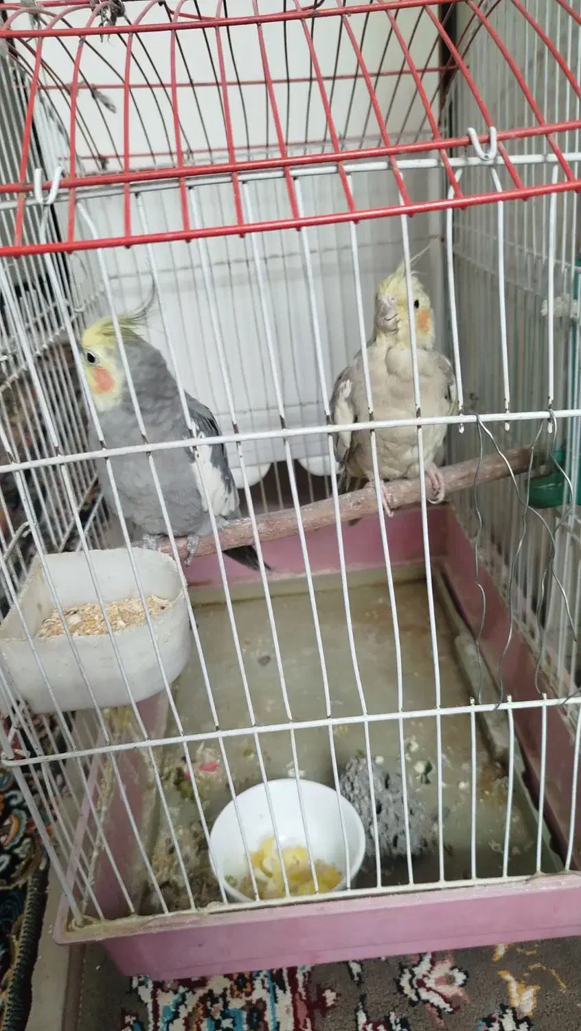 دو عدد عروس هلندی نر و ماده|پرنده|قدس, شهرقدس|دیوار