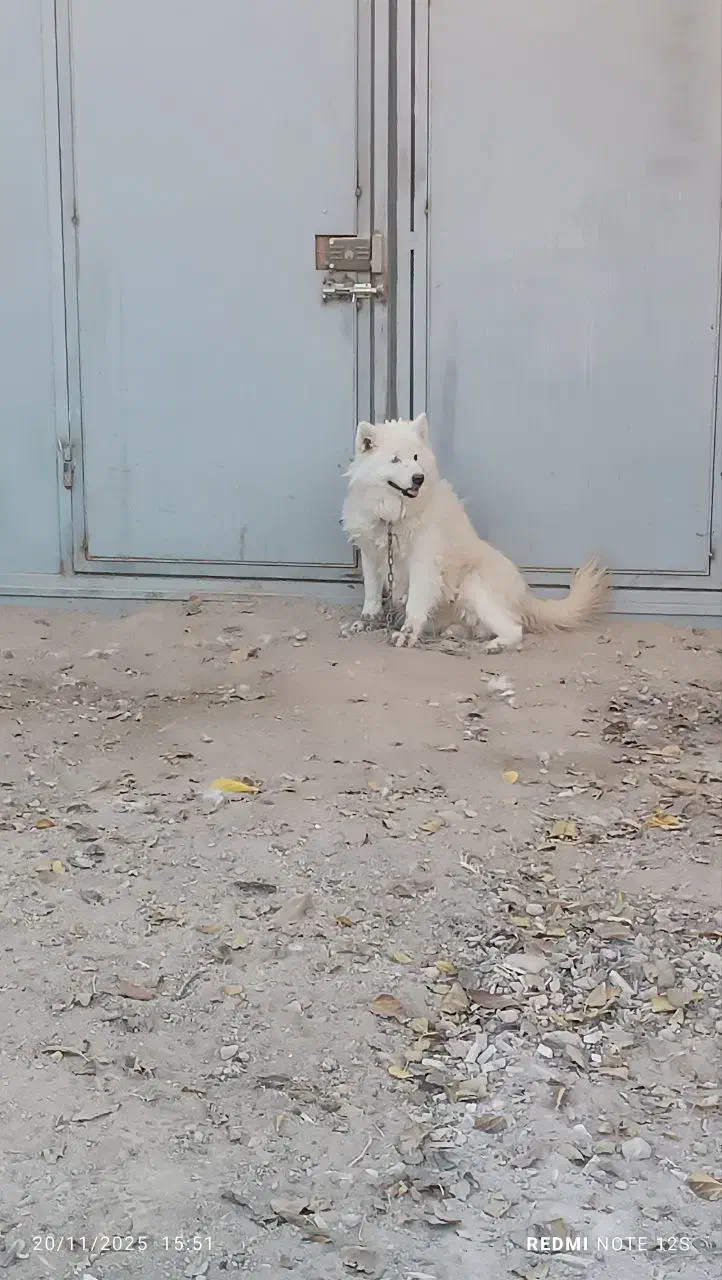 سگ ساموئید سامویید ماده اصیل|سگ|بجنورد, |دیوار