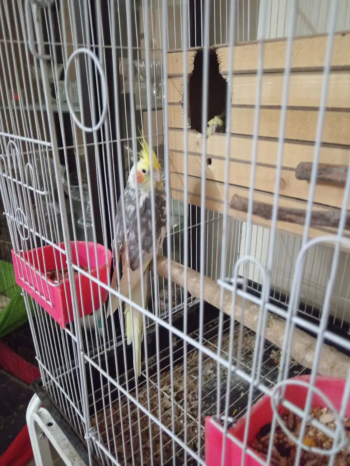 یک جفت عروس هلندی مولد در حال تخم گذاری با قفس|پرنده|تهران, امیریه|دیوار