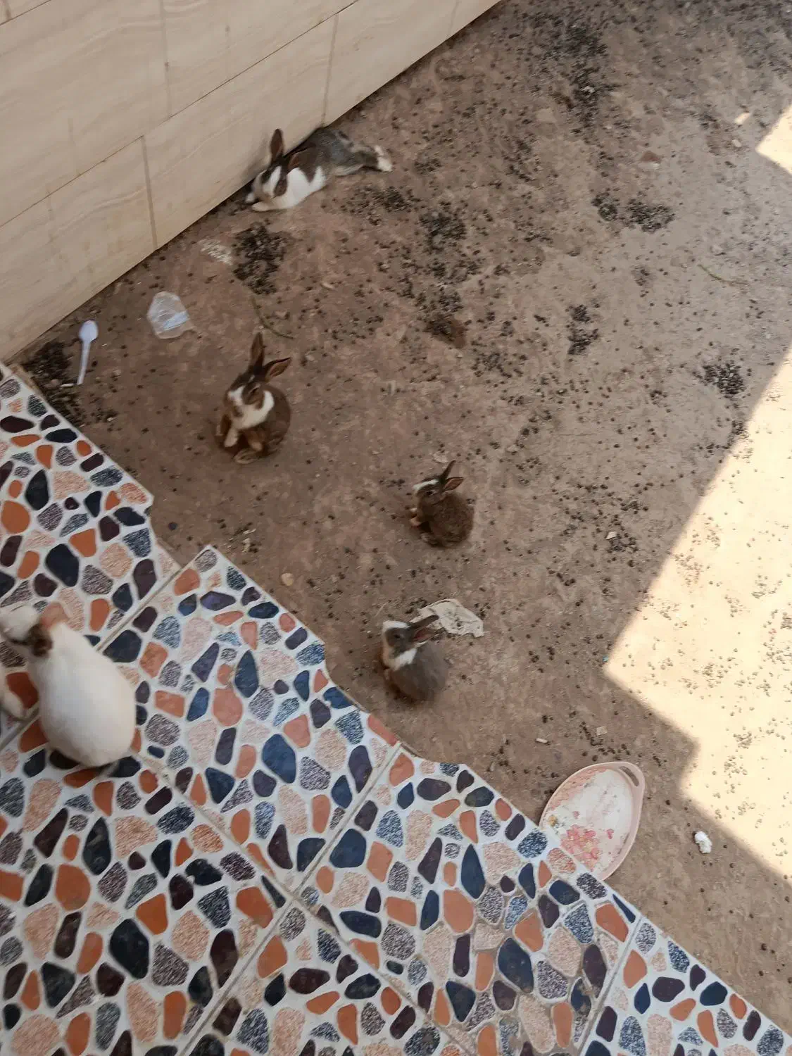 فروش خرگوش اهلی تمیز قیمت مناسب|موش و خرگوش|سیستان, |دیوار