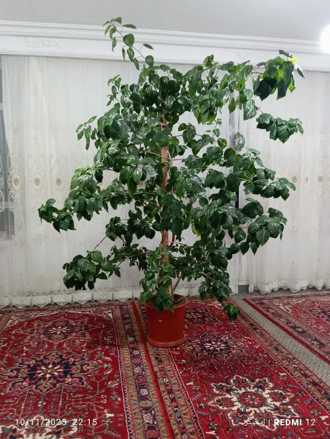 گل بنجامین|گل و گیاه طبیعی|هوراند, |دیوار