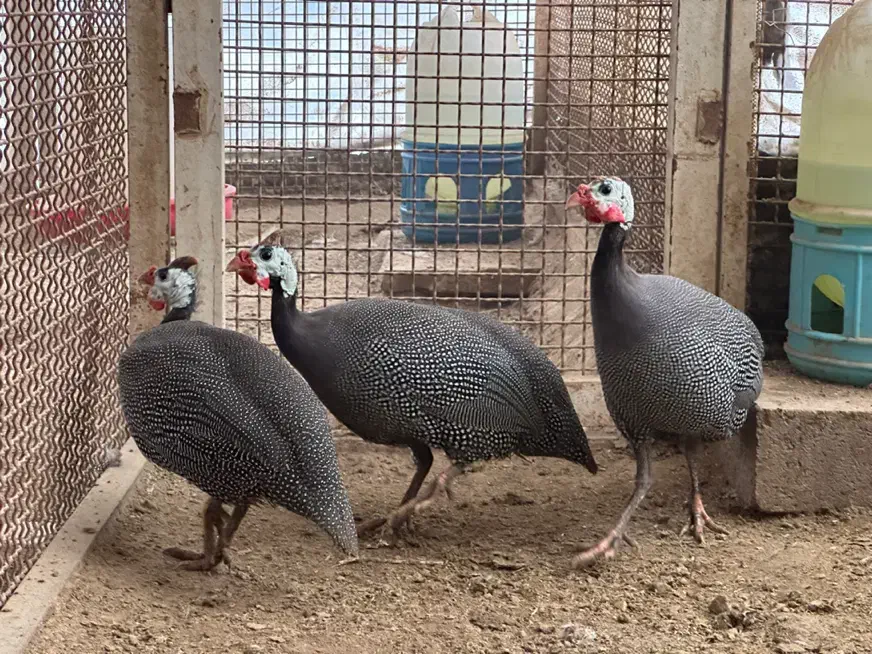 مرغ شاخدار مصری|حیوانات مزرعه|کوهسار (البرز), |دیوار