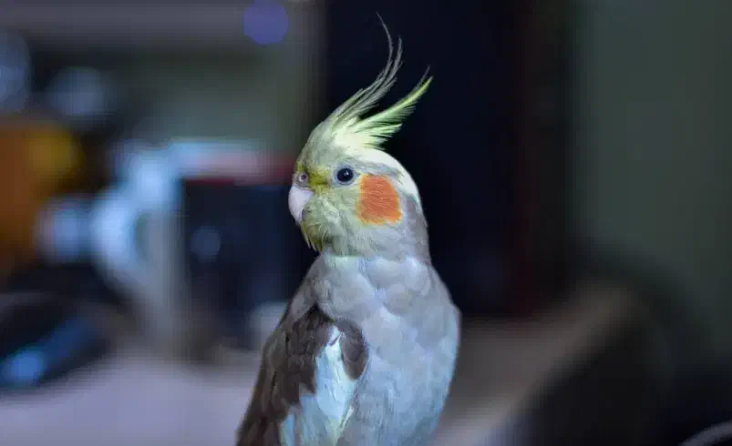 عروس هلندی|پرنده|مشگین شهر, |دیوار