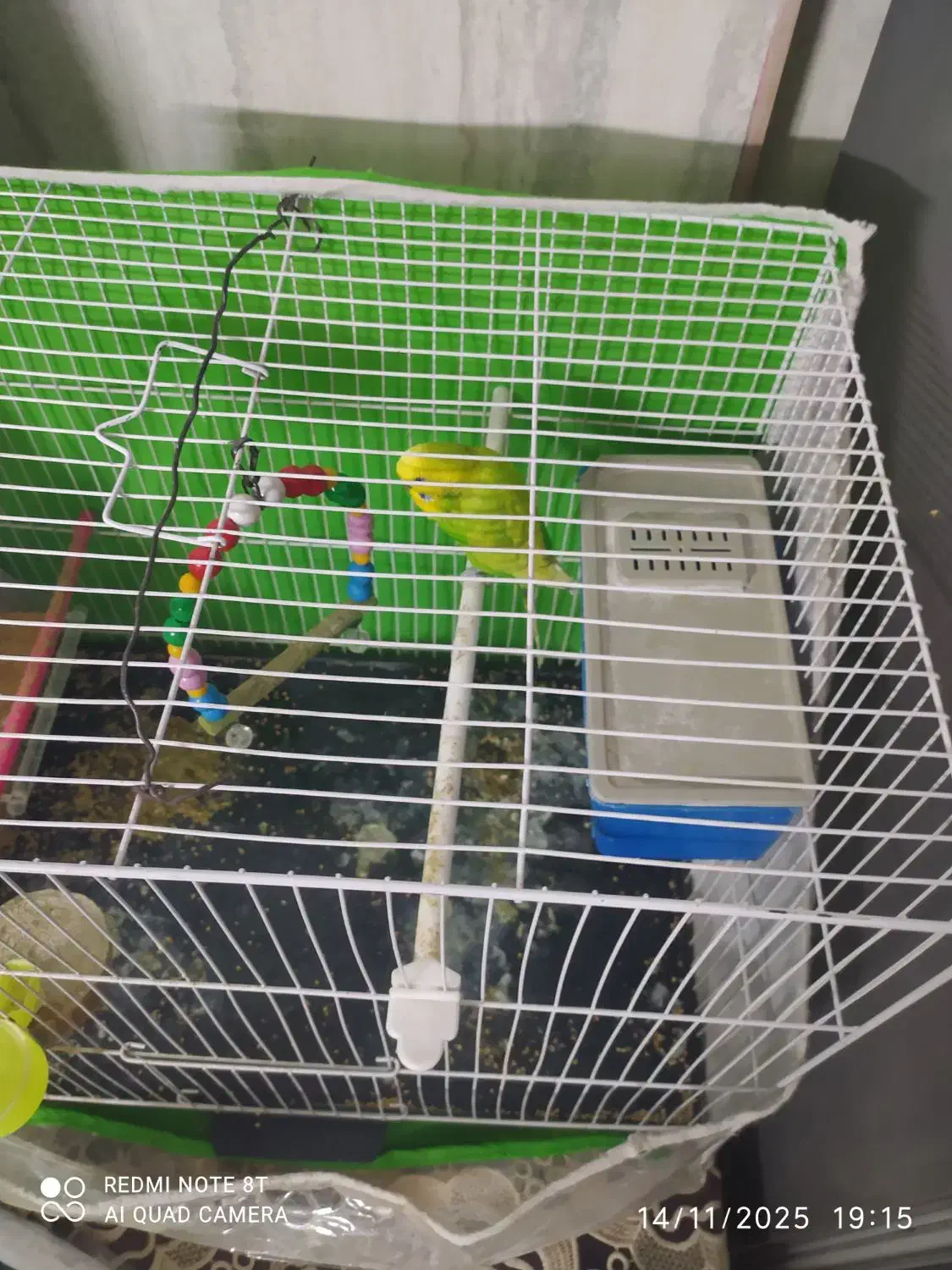 مرغ عشق|پرنده|مشهد, شهید قربانی|دیوار