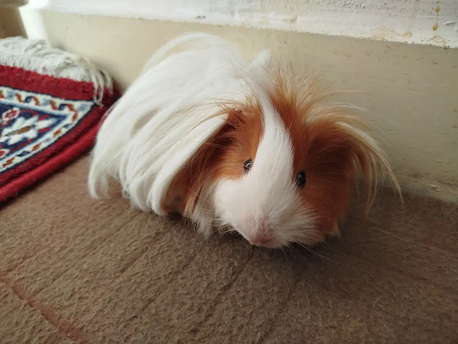 خوکچه هندی فشن|موش و خرگوش|تهران, استخر|دیوار