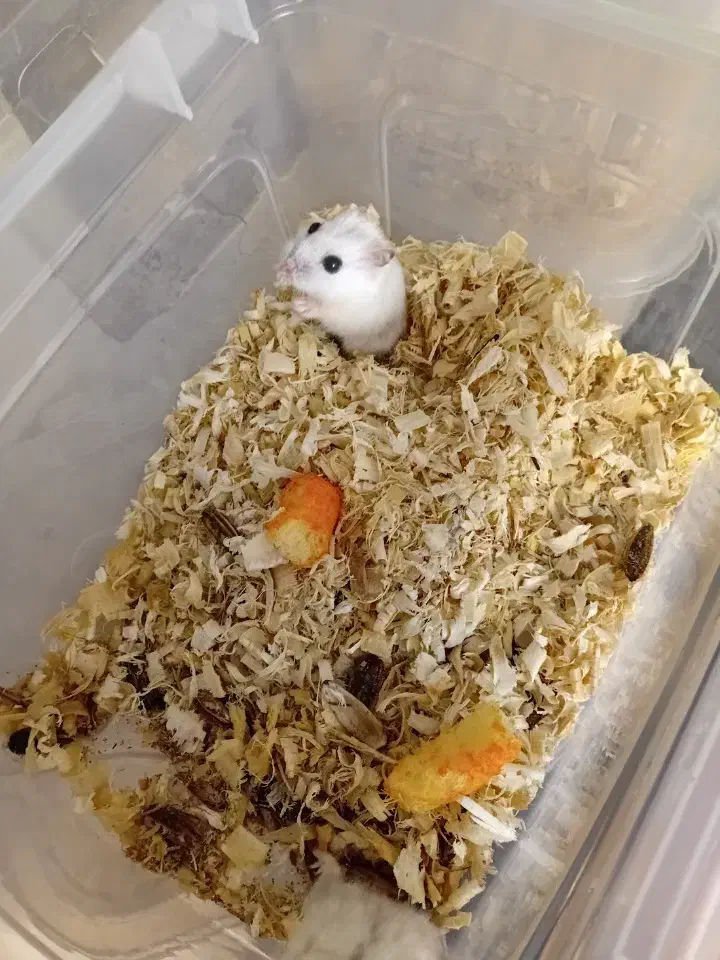 فروش همستر رو روسکی|موش و خرگوش|محمدشهر, شهرک چمران|دیوار