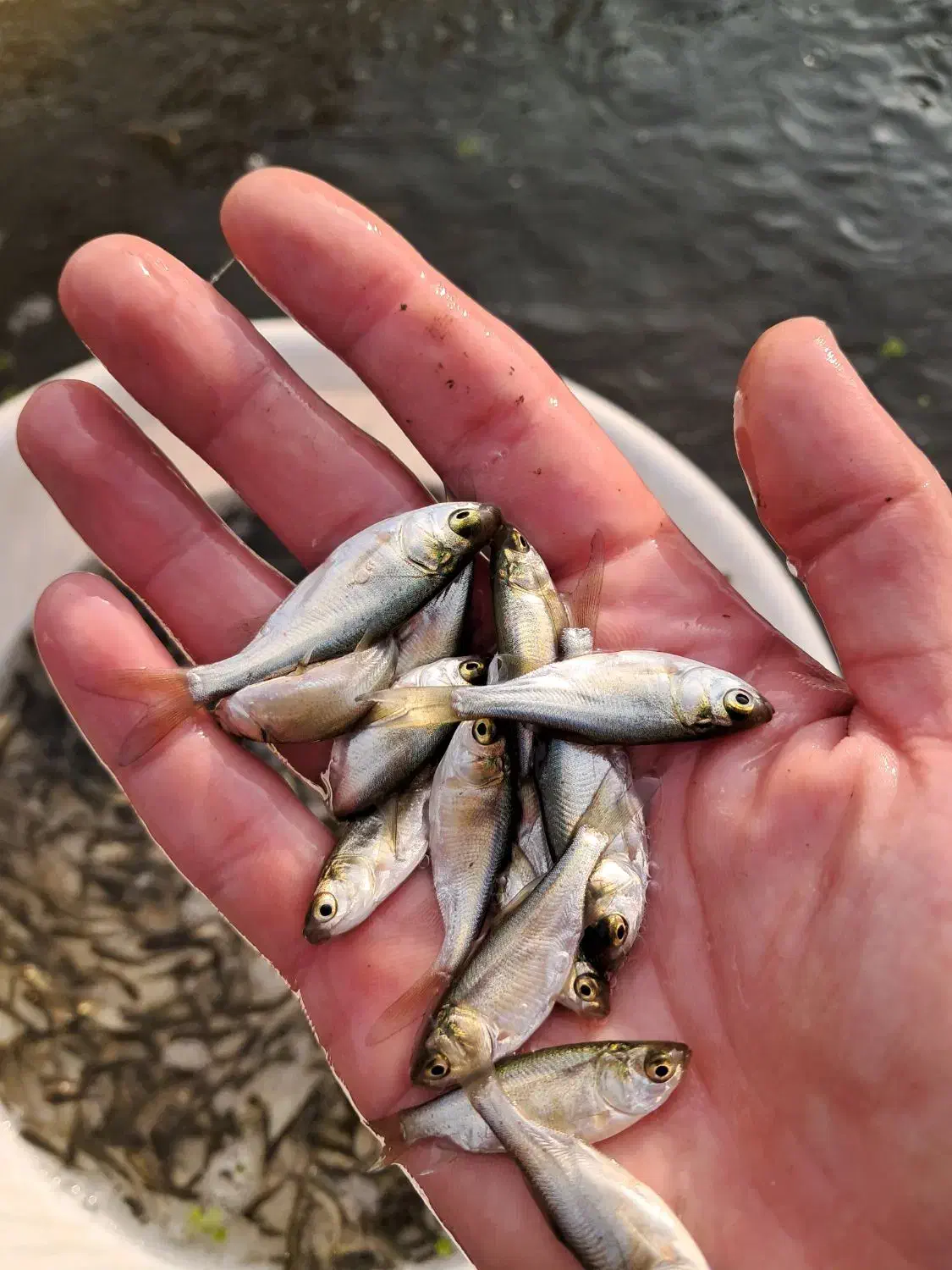 مرکز تولید و فروش انواع بچه ماهیان گرم آبی|ماهی|سنگر, |دیوار