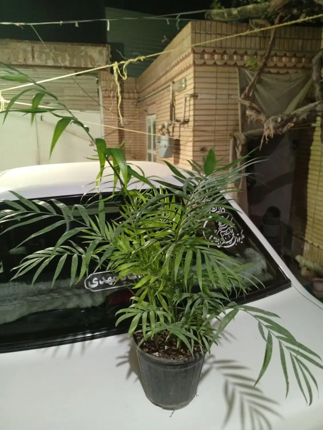 گلهای شاداب زیبا|گل و گیاه طبیعی|مشهد, اروند|دیوار