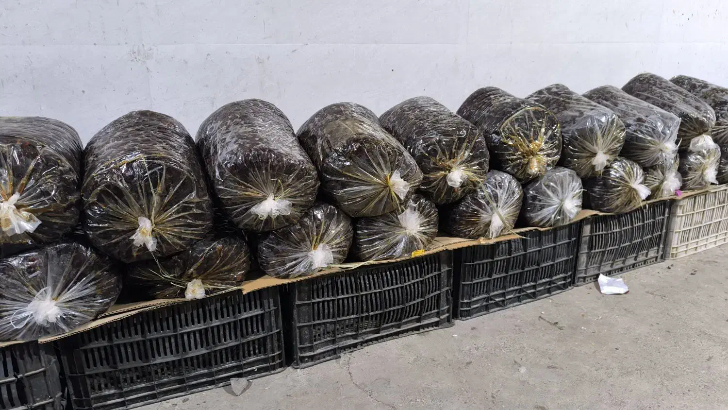 فروش خرمایی پلاستیکی مرداسنگ|خوردنی و آشامیدنی|توکهور, |دیوار