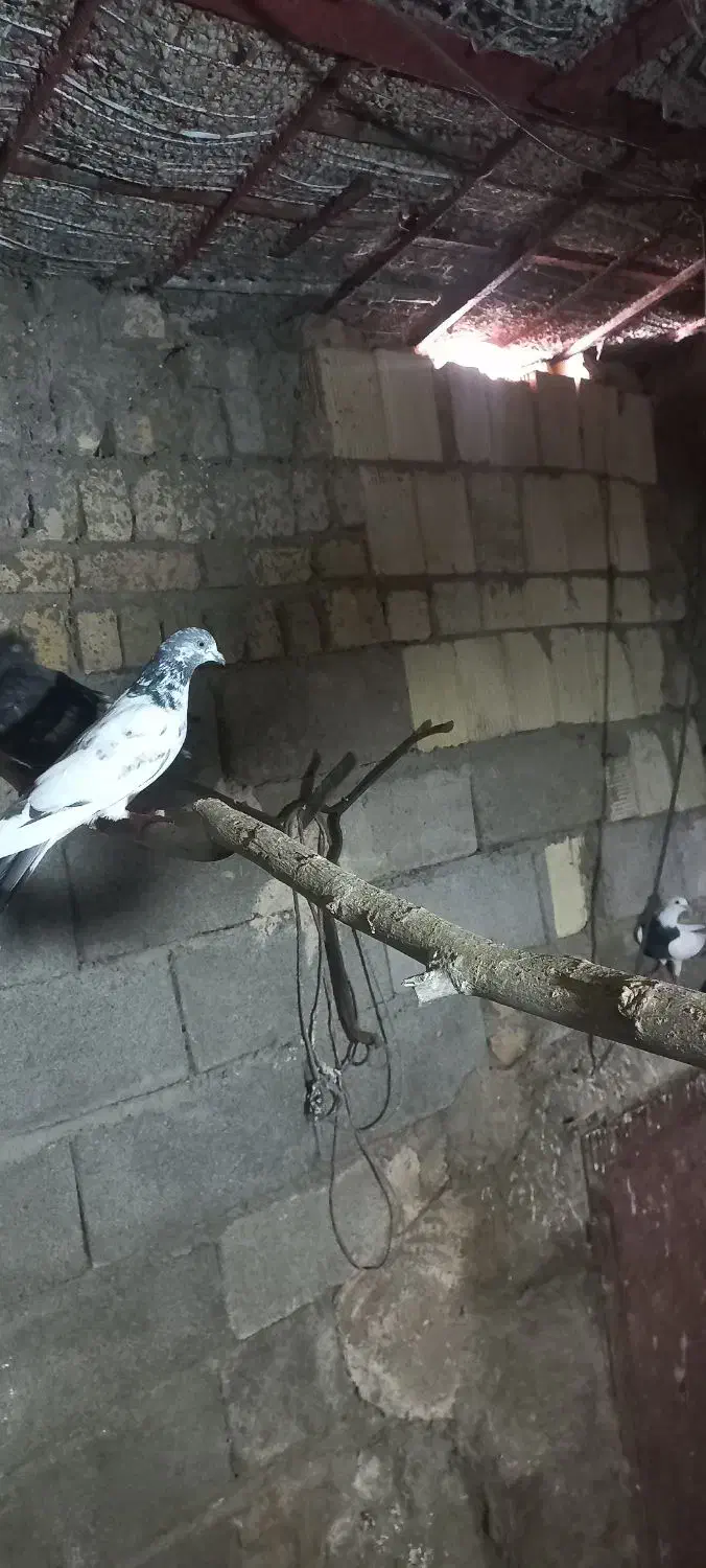 یه عدد کبوتر ۴ ساعت|پرنده|نورآباد, |دیوار